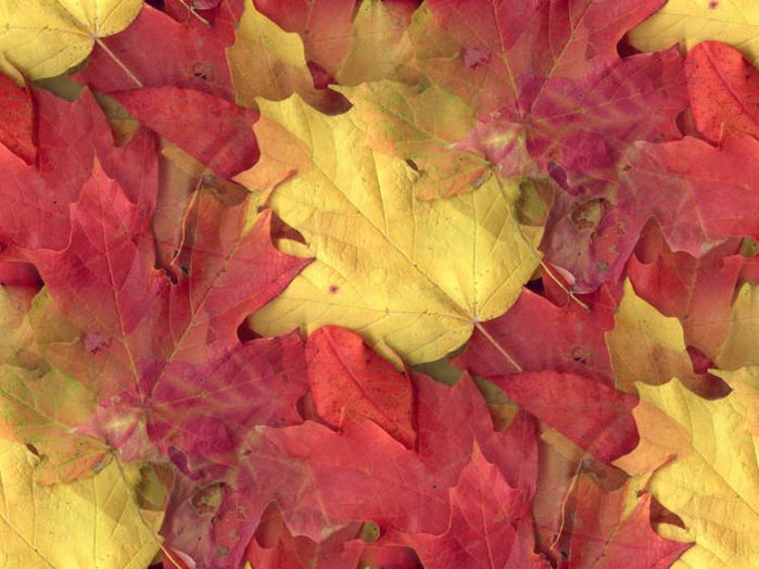 3424885_Autumn_Leaves1 (700x524, 75Kb)