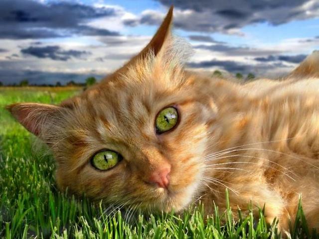 cat (640x480, 51Kb)