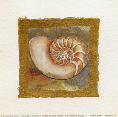 charlene-winter-olson-spiral-shell (473x471, 73Kb)