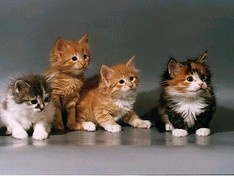 .jpg_234_311 (234x176, 16Kb)