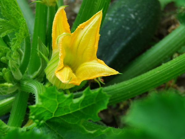 zucchini_flower (600x450, 243Kb)