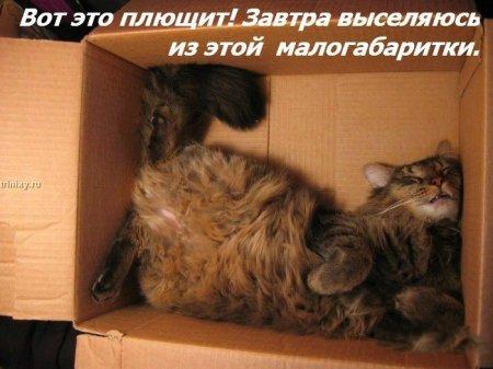 105d37d91aaf691397da2f8aae28c6e6_full (450x337, 28Kb)