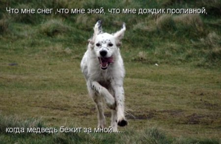 138845aca3e84eb88e8773b21bf73e7e_full (450x294, 32Kb)