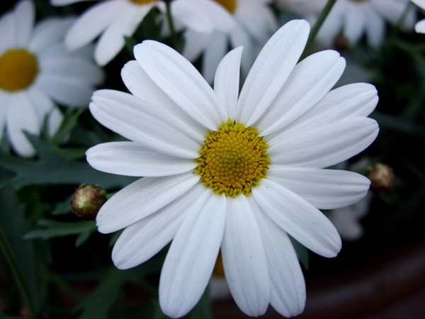 SN850380 (600x450, 134Kb)