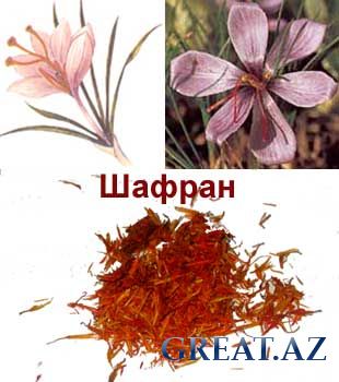 1316255366_1297162121_shafran (310x350, 25Kb)
