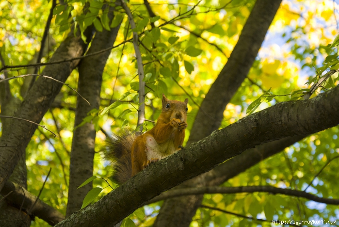 2830149_DSC_8715 (700x468, 291Kb)