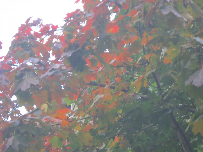 3733824_IMG_3949_3_ (700x525, 189Kb)/3733824_IMG_3948 (700x525, 261Kb)