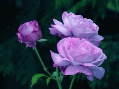 b4efb9c2c9814806750f9ef952fafb5a (240x180, 22Kb)