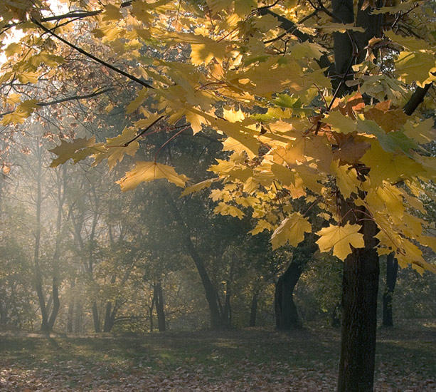 1723379_fr_177_gold (613x550, 99Kb)