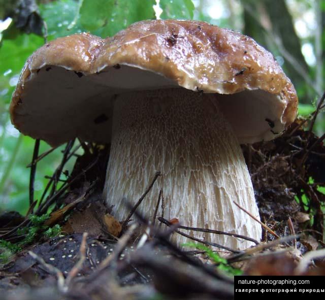 DSCF0107 (640x591, 58Kb)