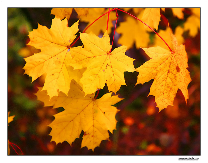 bfoto_ru_758 (700x547, 132Kb)