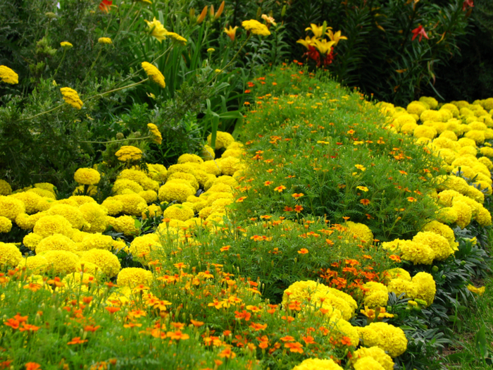 Tagetes_in_flowerbed_border_01 (700x525, 645Kb)