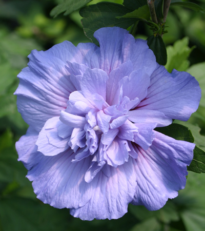 Hibiscus  Blue Chiffon 4934lr (400x450, 123Kb)