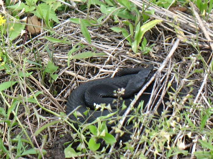 IMG_4872 (700x525, 280Kb)