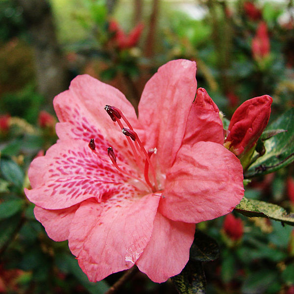 azalea_flower (600x600, 81Kb)