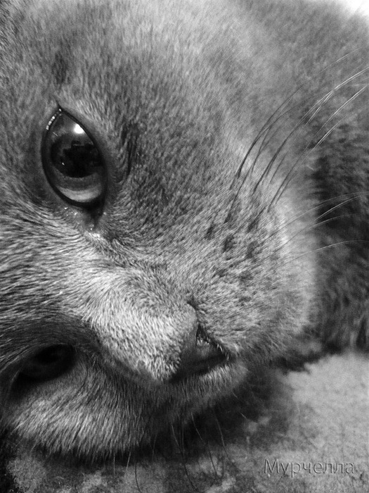 4267534_9_1 (525x700, 131Kb)