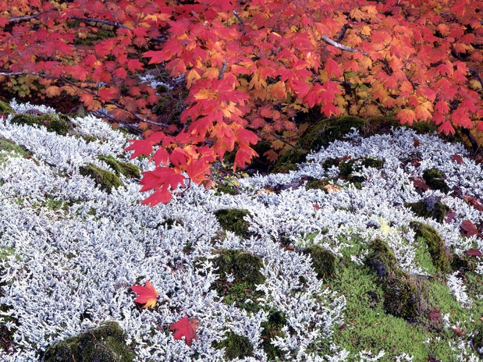 Autumn Vine Maple and Lichens (700x525, 428Kb)