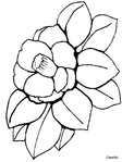  color_camellia.gif (480x640, 115Kb)