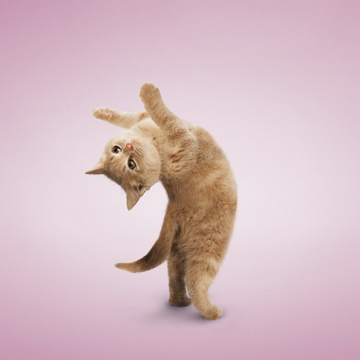 Yoga_Kittens_3 (700x700, 59Kb)