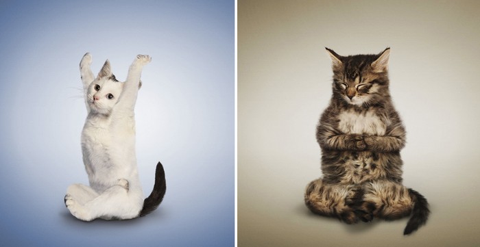 Yoga_Kittens_5 (700x361, 36Kb)