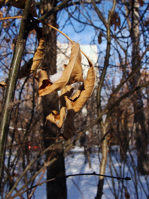 DSC02400 (525x700, 310Kb)