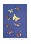  Origami_Butterflies_0096 (500x700, 170Kb)