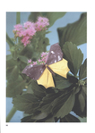  Origami_Butterflies_0100 (497x700, 186Kb)