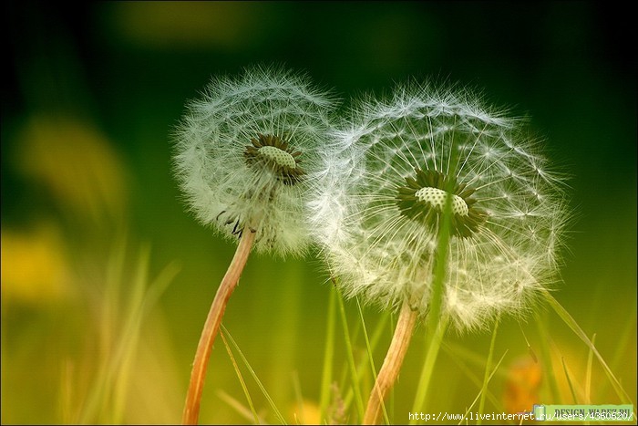 1258134779_24_12_2007_0785012001198496638_veronika_pinke (700x467, 185Kb)