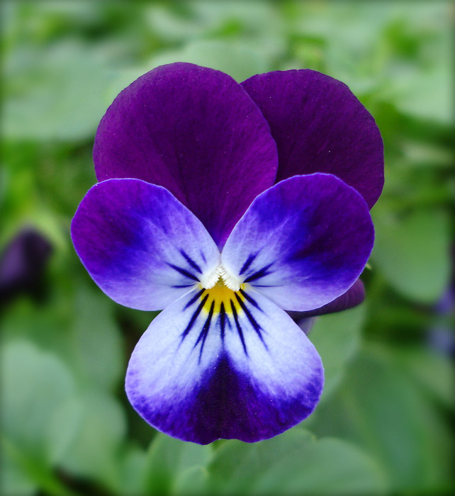 0_1c17a_2dcd3c53_orig (642x700, 113Kb)