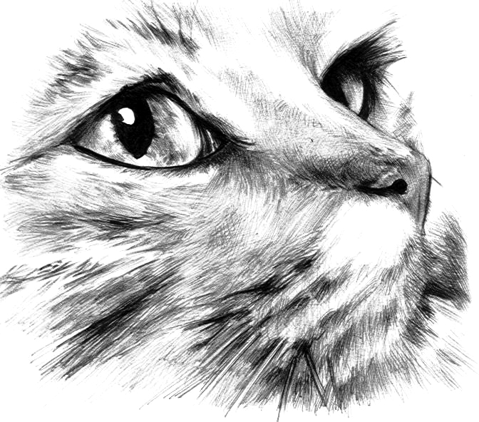 Cat_by_LuisSanchez (672x592, 250Kb)