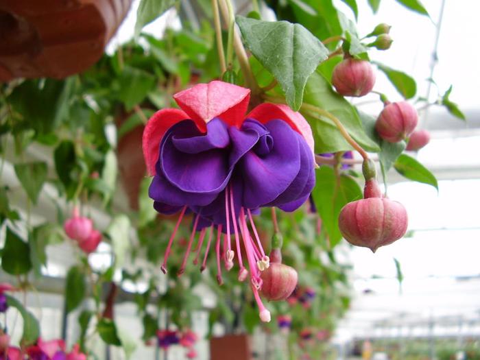 33 .  1696        -      -     .            .      : Fuchsia Triphylla Flore Coccinea (700x525, 47Kb)