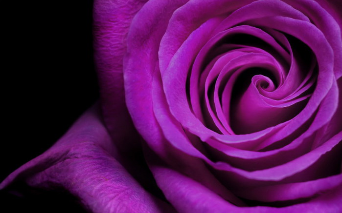 Color_violet_33 (700x437, 54Kb)