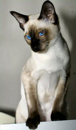 siamese2 (247x421, 19Kb)