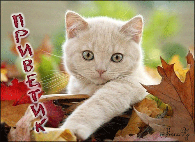 64446544_08b8d174b315 (670x487, 359Kb)