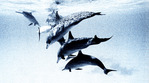  cocoa_gallery_Dolphins (700x388, 149Kb)