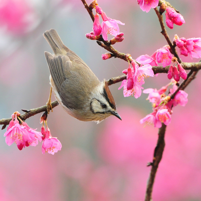 bird-at-spring (700x700, 527Kb)