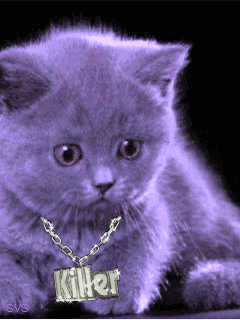 Фиолетовый кот видео. Фиолетовый кот. Фиолетовый котенок. Котик на фиолетовом фоне. Фиолетовая кошка.