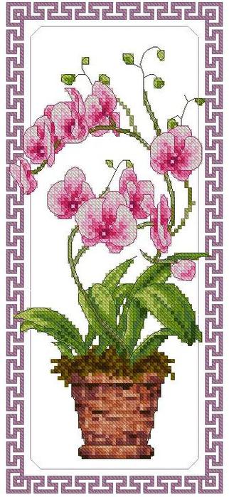 4740524_China_Orchid_Falenopsis (322x700, 61Kb)