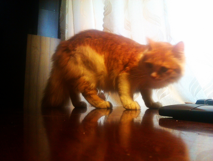 IMAG0414 (700x527, 231Kb)