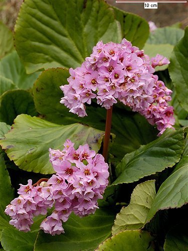 bergenia-crassifolia (375x500, 54Kb)