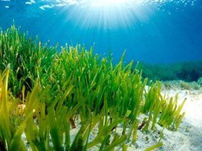 posidonia-oceanica (400x300, 24Kb)
