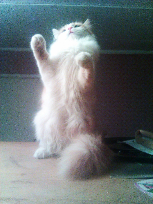 IMAG0419 (527x700, 312Kb)