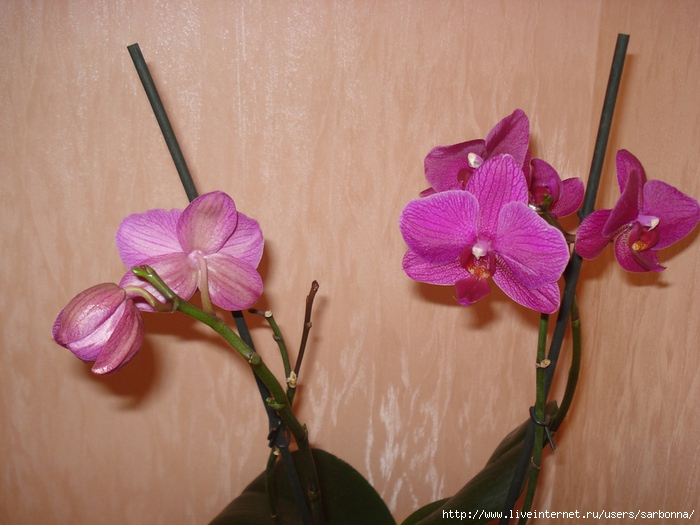 DSC07952 (700x525, 232Kb)