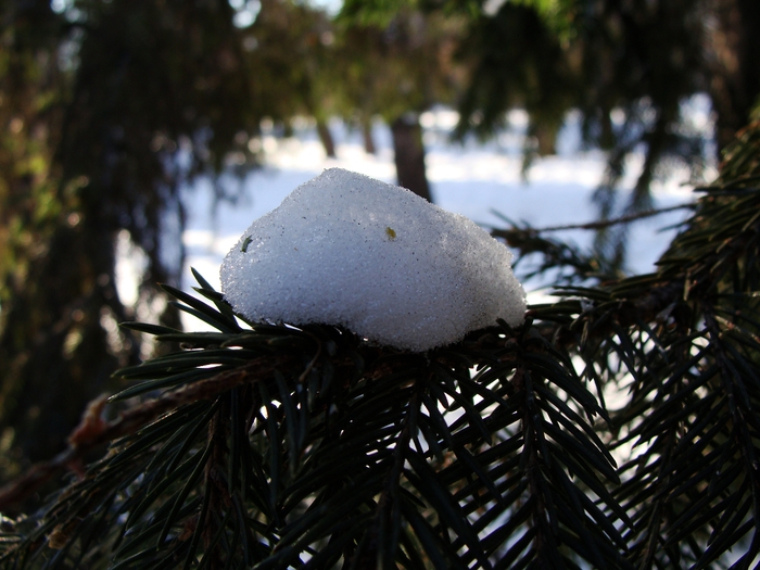 DSC02469 (700x525, 265Kb)