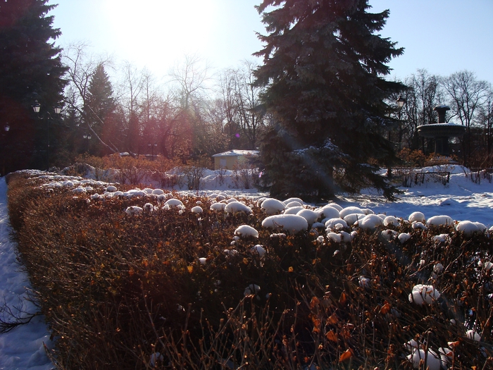 DSC02483 (700x525, 333Kb)