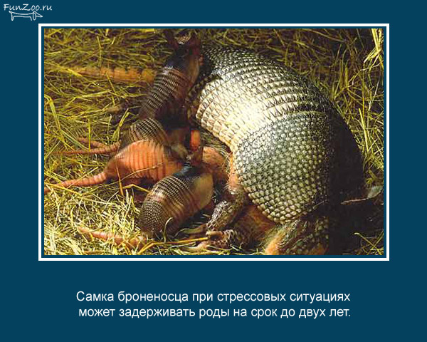 animal_facts_01 (600x480, 108Kb)