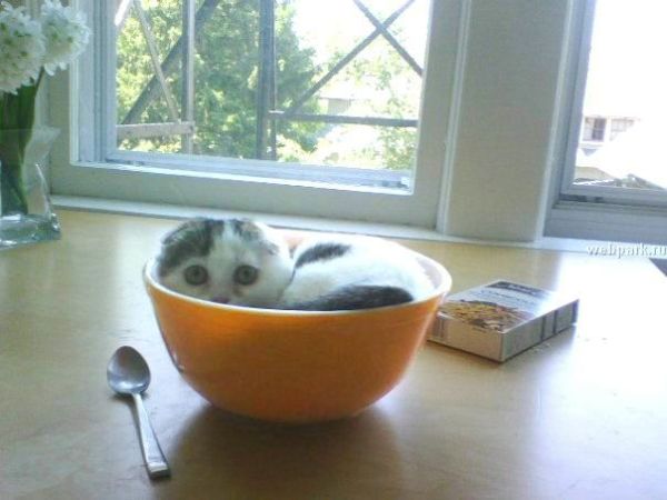 cat-sleeping-in-bowl (600x450, 34Kb)