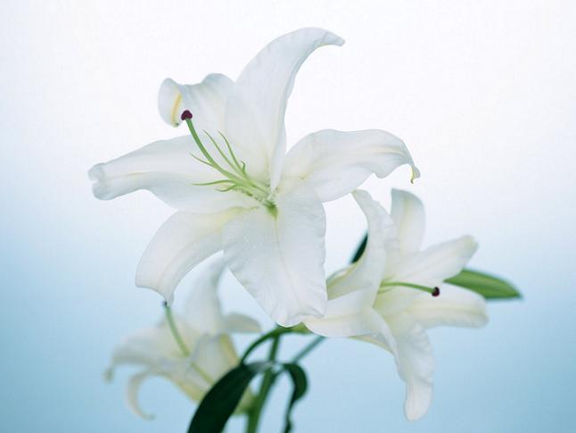 Nature_Flowers_White_lily__Flowers_008288_ (646x485, 26Kb)