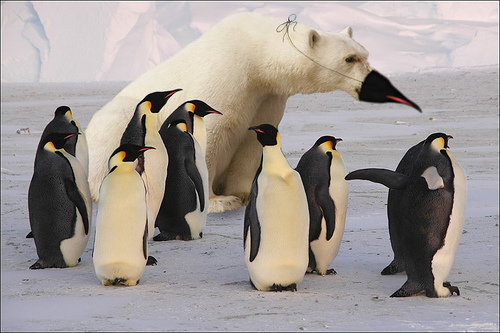 penguin polar bear (500x333, 89Kb)
