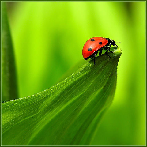 3869930_getImage (480x480, 36Kb)